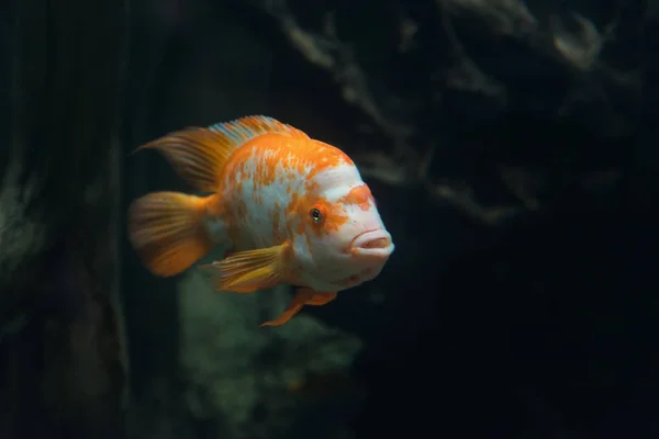 Bellissimo pesce tropicale Cichlasoma citrinellum — Foto Stock