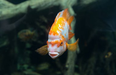 Güzel tropikal balık Cichlasoma citrinellum