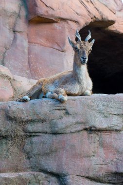 dağ keçisi, olarak da bilinen Turkemen Markhor