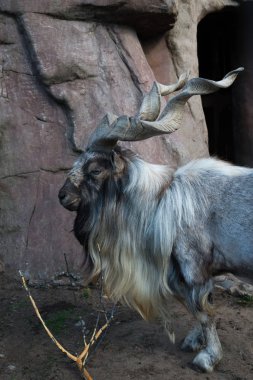 Buhara marchor dağ, olarak da bilinen Turkemen Markhor