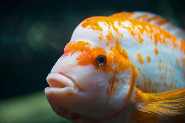 Bellissimo pesce tropicale Cichlasoma citrinellum — Foto Stock