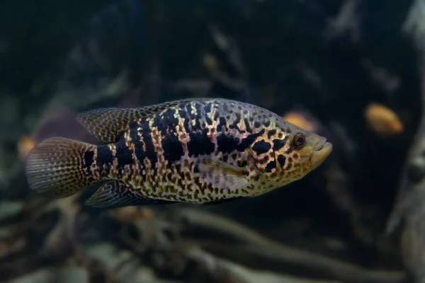 Jaguar manchado Cichlid en un primer plano de acuario — Foto de Stock