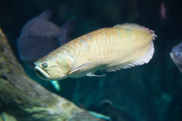Gümüş arowana, Osteoglossum bicirrhosum