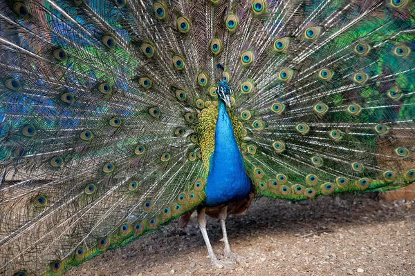 Pavão azul espalhando sua cauda como um ventilador — Fotografia de Stock