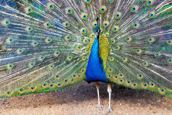 Blå påfågel sprida sin svans som en solfjäder — Stockfoto