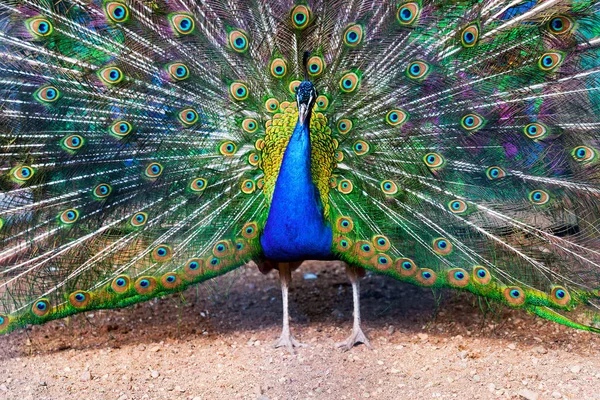 Blauer Pfau spreizt Schwanz wie ein Fächer — Stockfoto