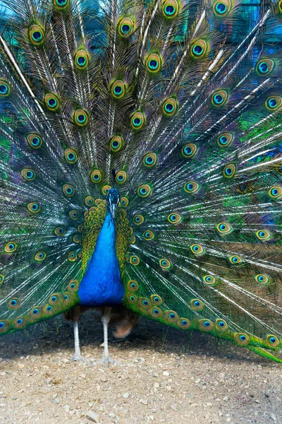 Blauer Pfau spreizt Schwanz wie ein Fächer — Stockfoto