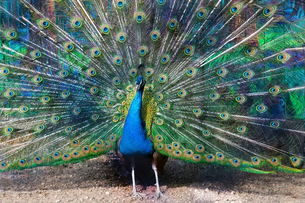 Pavão azul espalhando sua cauda como um ventilador — Fotografia de Stock