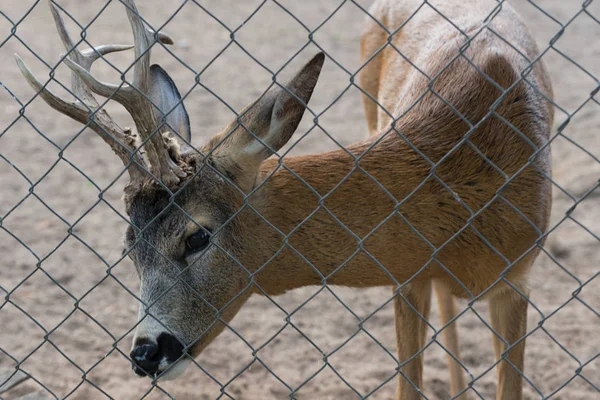 Karaca, keçi Hayvanat Bahçesi kafes içinde
