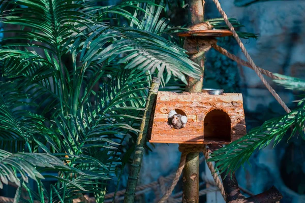 Marmoset comum um pequeno primata — Fotografia de Stock