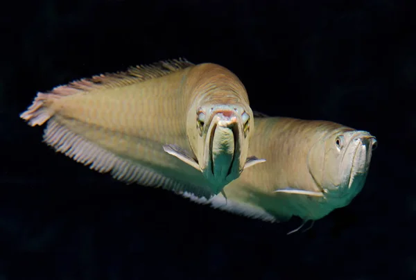 Gümüş arowana, Osteoglossum bicirrhosum