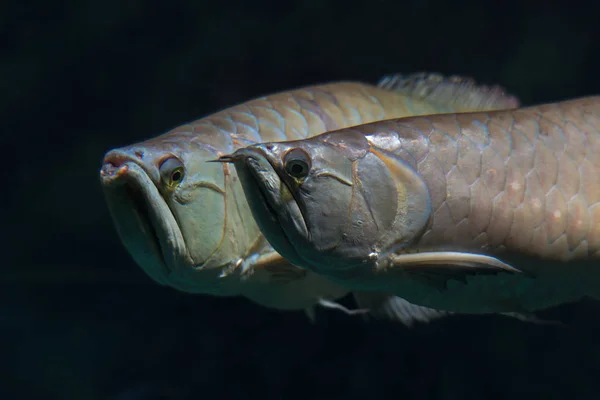 Gümüş arowana, Osteoglossum bicirrhosum