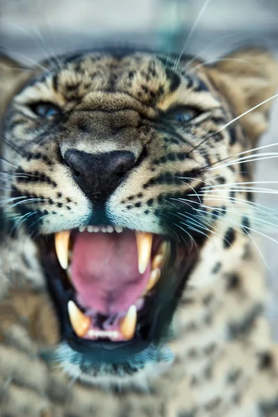 Leopardo sorri protegendo o território da pilha — Fotografia de Stock