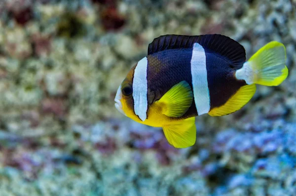 Fish clown melanopus in the aquarium on blue background — Stock Photo, Image