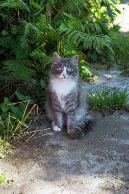 kamera için poz gri sokak kedi