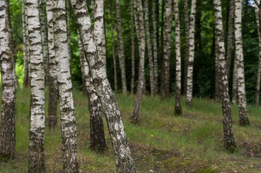 huş ağaçları ile öğleden sonra yeşil çimen