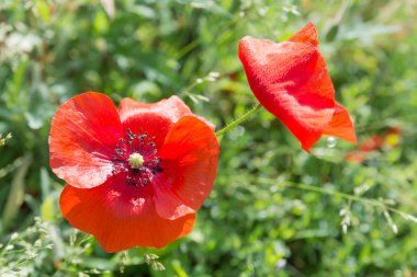 yaz alanında yeşil çim bir arka plan üzerinde kırmızı poppys çiçek