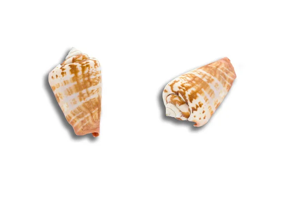 Beautiful sea shell isolated on white background closeup — Stock Photo, Image