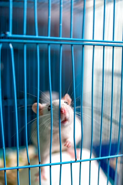 beyaz fare kafesi bacaklarda tarafından düzenlenmektedir