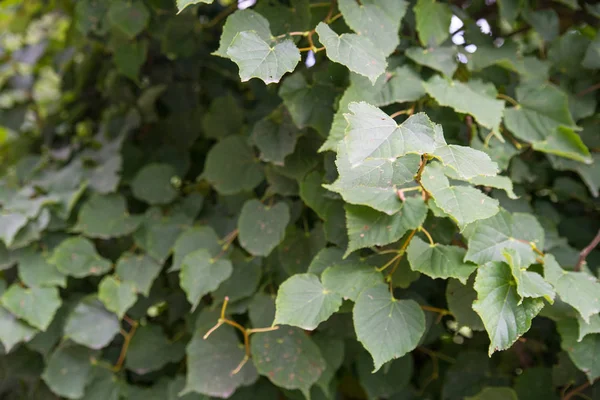 Літній фон з зеленого березового листя — стокове фото
