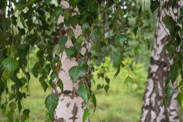 Sommer Hintergrund der grünen Birkenblätter — Stockfoto
