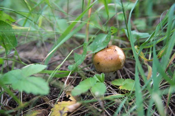 Маленький гриб Сироїжка в літній Лес — стокове фото