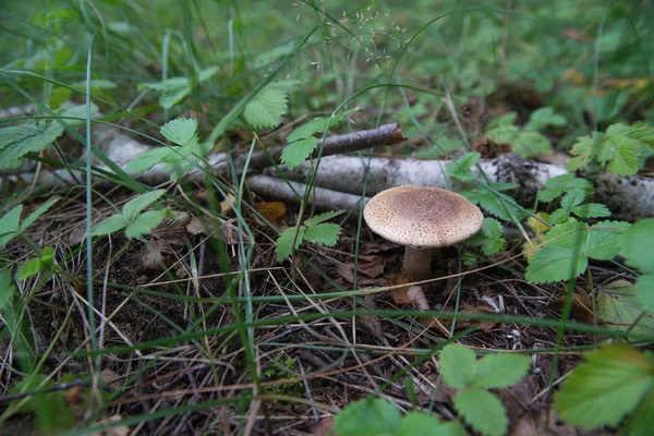 Summer mushroom umbrella in the woods on a grass background — Stock Photo, Image