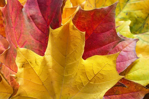 Fall leaves background — Stock Photo, Image