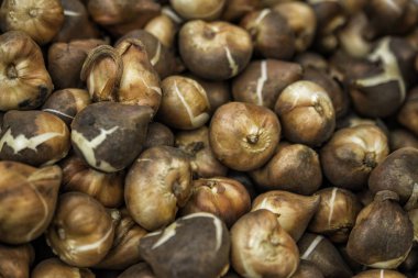 arka planını krokusowa ampuller fot Amsterdam içinde belgili tanımlık çarşı