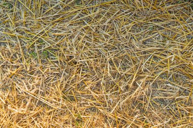 Sahada sarı saman dokusuna yakın çekim.