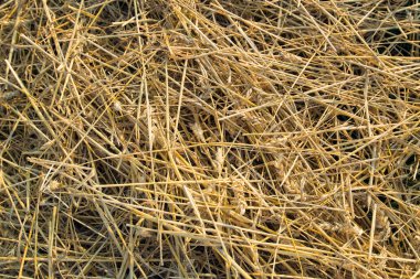 Sahada sarı saman dokusuna yakın çekim.