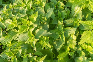 Arka bahçede yeşil nettles yakın çekim.