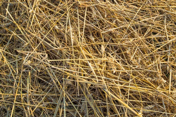 Textura de palha amarela no campo de perto . — Fotografia de Stock