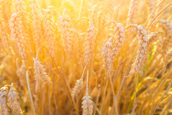 Rijpe tarwe bij zonsondergang in de zon. — Stockfoto