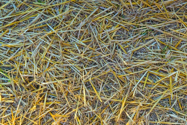 Texture di paglierino giallo sul campo da vicino . — Foto Stock