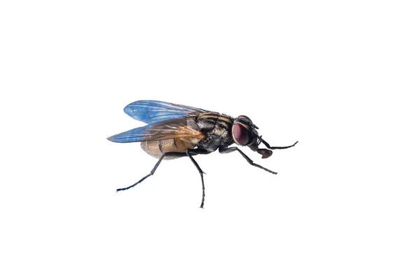 Macro photo of fly isolated on white background. — Stock Photo, Image