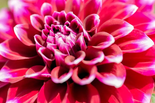 Mor çiçek bahçesi krizantem closeup makro fotoğraf.