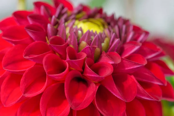 Flor de crisantemo rojo de cerca macro foto . — Foto de Stock