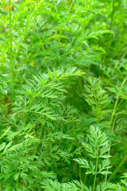 Yaz bahçesinde havuç yeşil yaprakların arka plan.