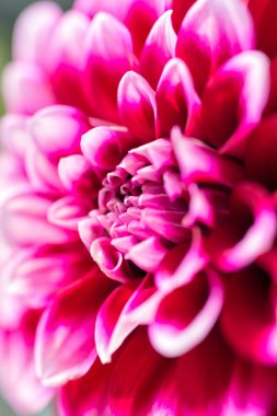 Mor çiçek bahçesi krizantem closeup makro fotoğraf.