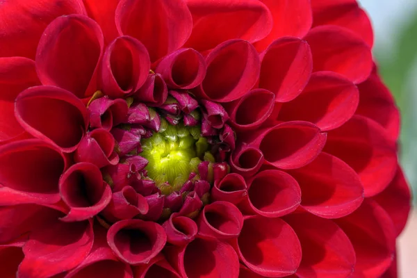 Flor de crisantemo rojo de cerca macro foto . — Foto de Stock