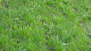 Rüzgar yeşil çim bahar