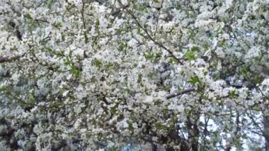 Bahar güneşli bir kiraz çiçeği