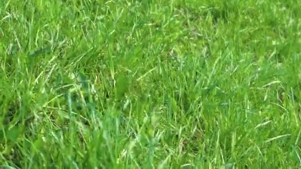 Spring green grass in the wind — Stok Video