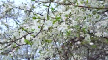 Bahar rüzgarlı bir günde kiraz çiçeği