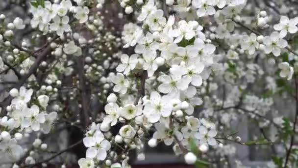 Fiore di ciliegio in primavera in un giorno di sole — Video Stock