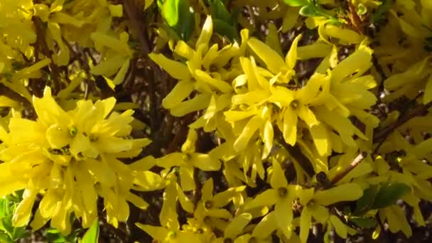 Arbusto floreciente amarillo a principios de primavera en clima ventoso — Vídeo de stock