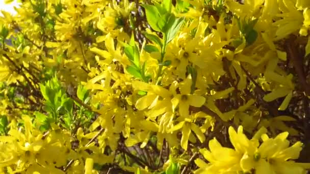 Floraison jaune arbuste au début du printemps par temps venteux — Video