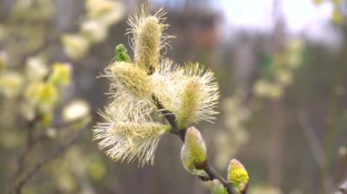 Willow çiçekleri erken Bahar güneşli havalarda