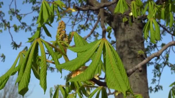 早春板栗树的幼绿叶 — 图库视频影像